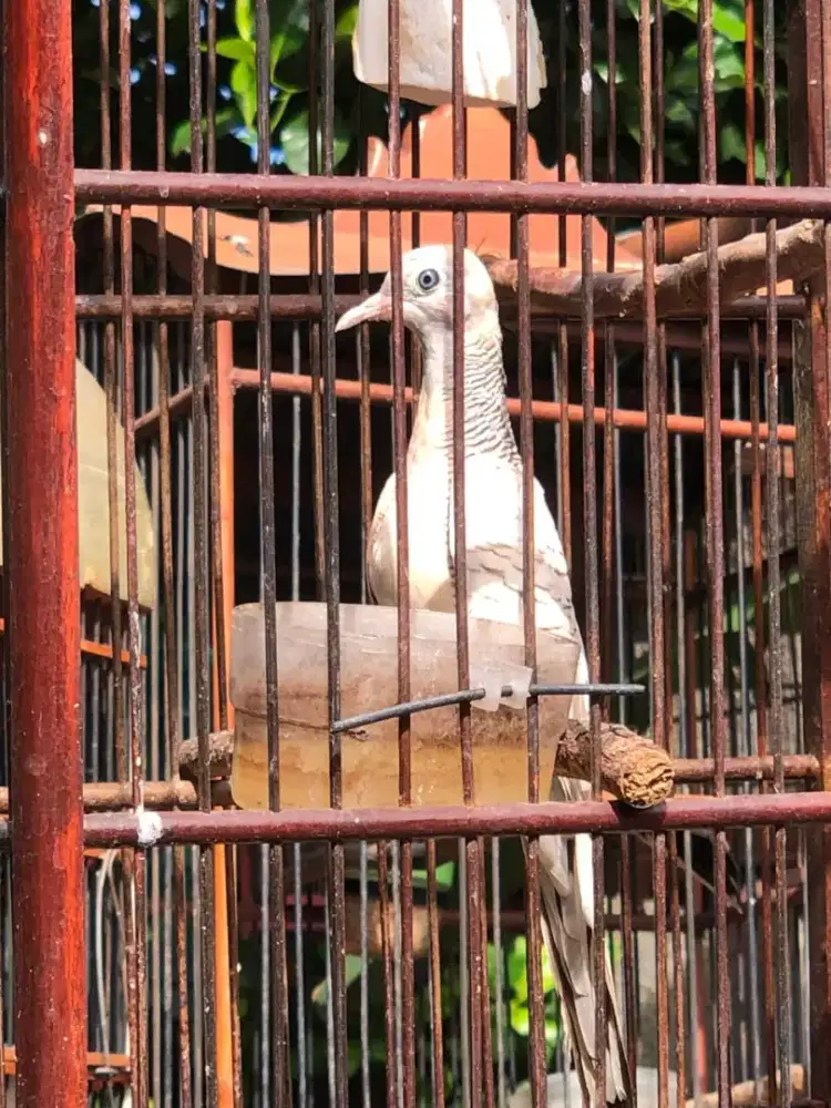 Perkutut Bangkok r8ng satu, Silver, Mocca Jambul Krosing