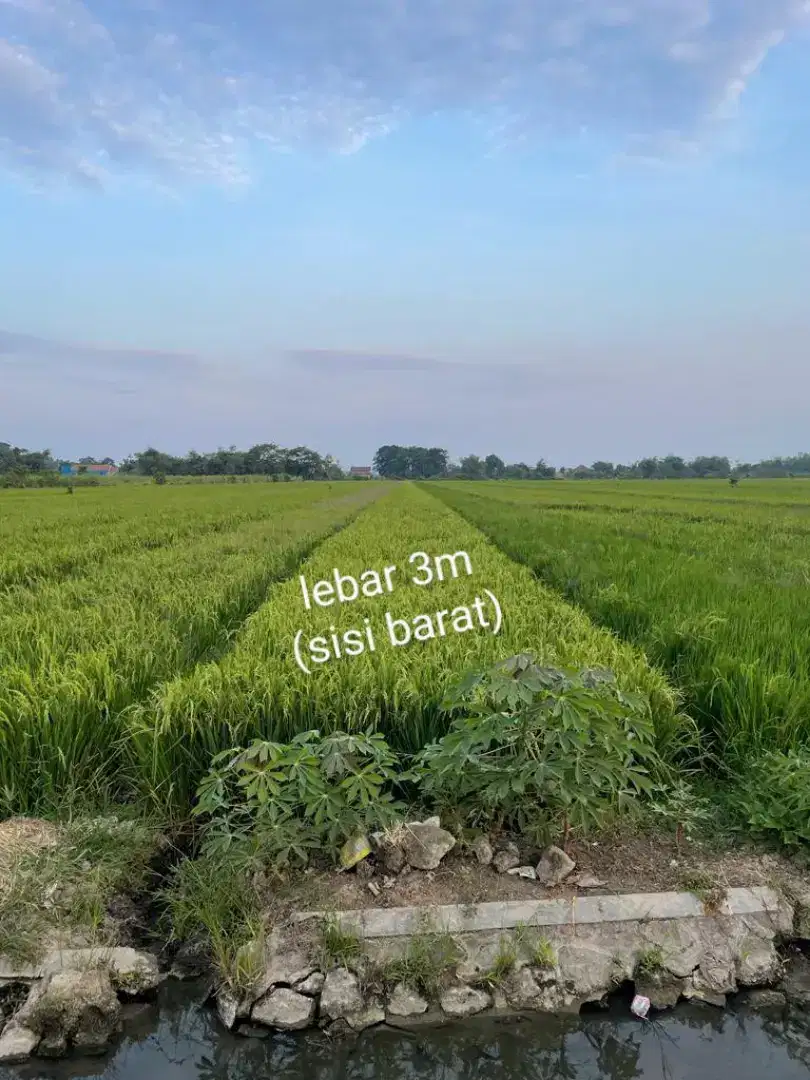 DIJUAL TANAH SAWAH PRODUKTIF