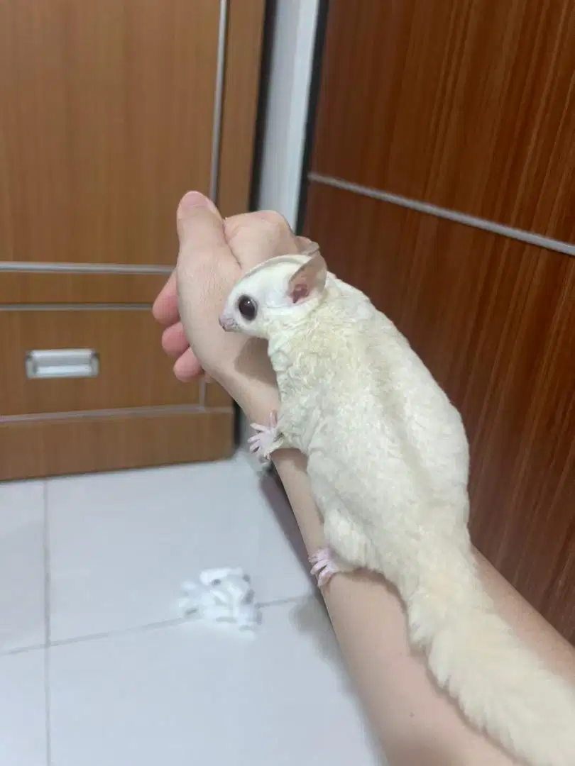 Sugar Glider Creamino Betina