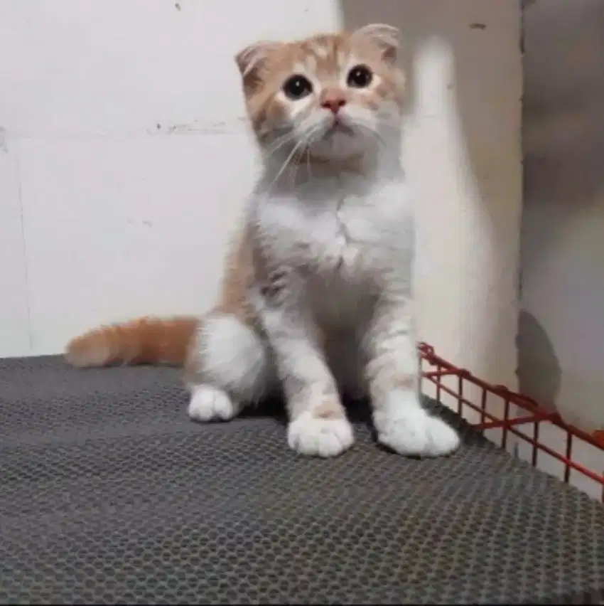Kucing Scottish fold