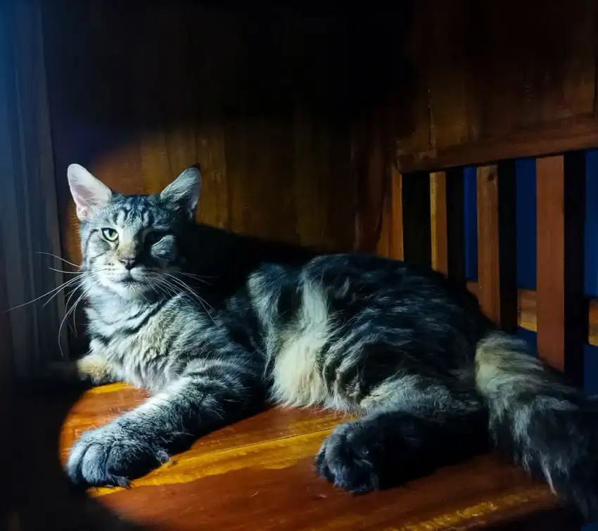 Kucing Mainecoon . besar.sehat
