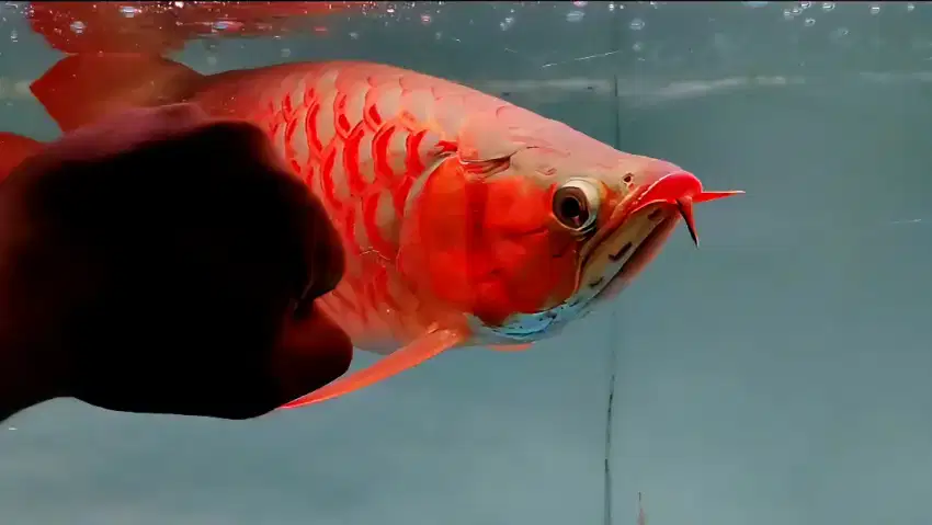 Arwana super red sb spauk pride 55cm