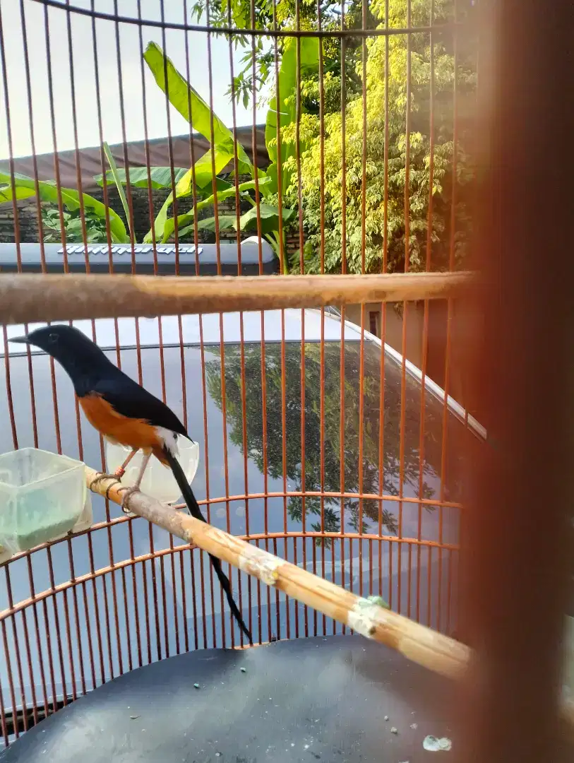Murai Batu Joss