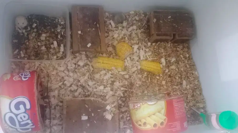 BORONGAN TERNAK HAMSTER