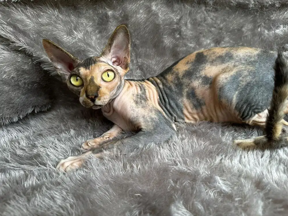 Sphynx betina Murah