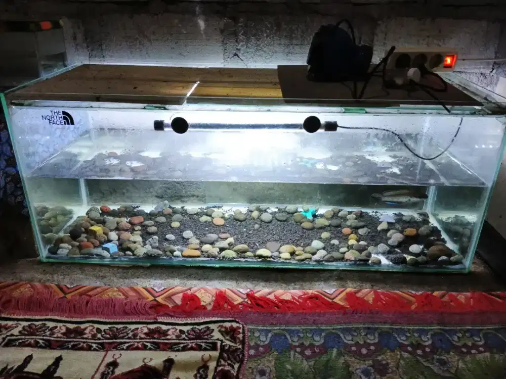 Aquarium ikan lampu
