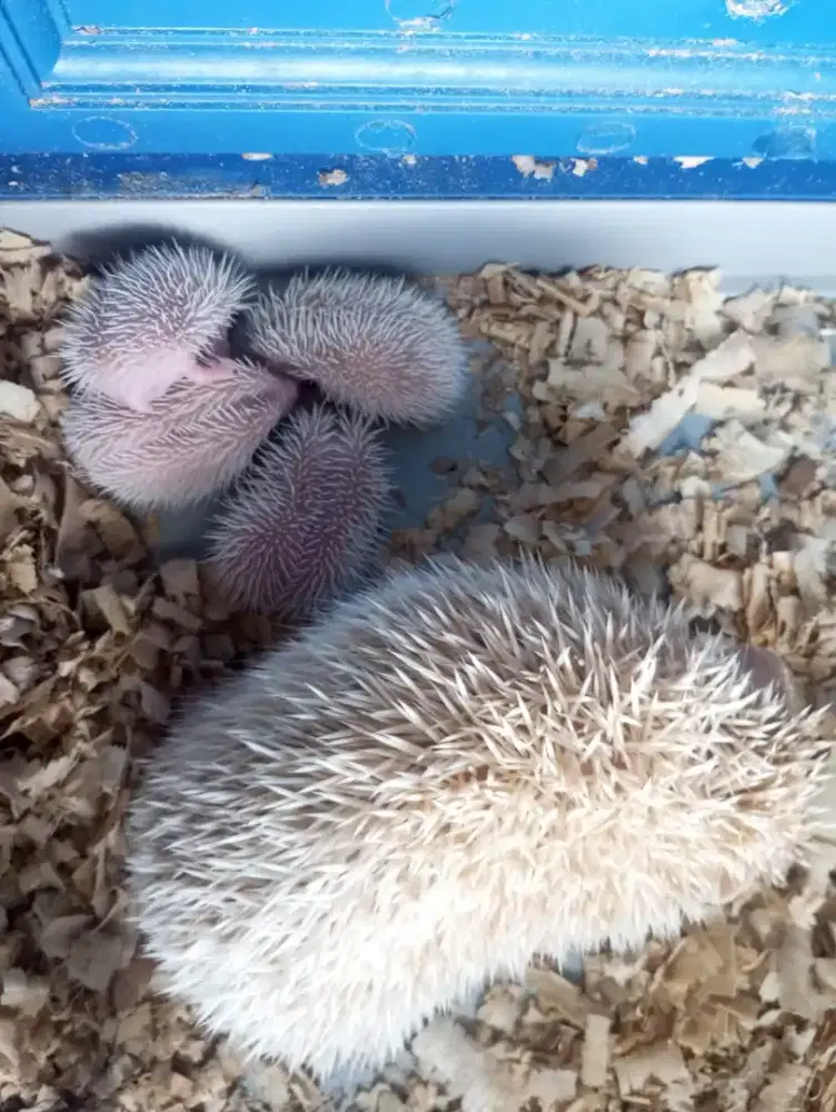 Landak Mini Peternakan Baba Terbaik