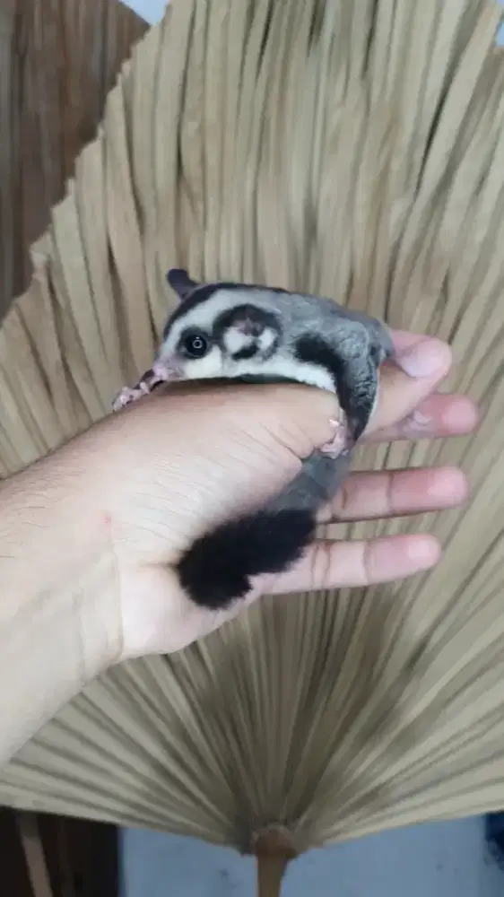 sugarglider clasikgrey