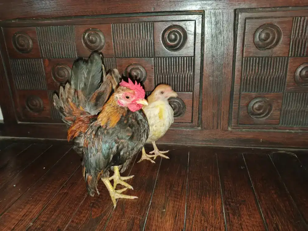 Sepasang Serama lucu bisa pilih selama masih ada persediaan