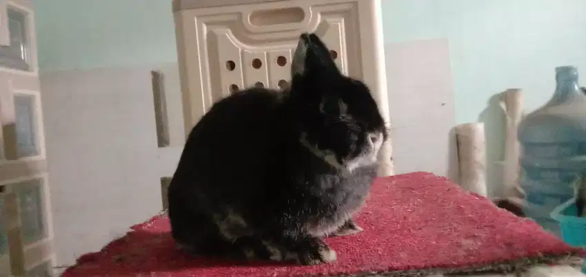 Kelinci Netherland Dwarf