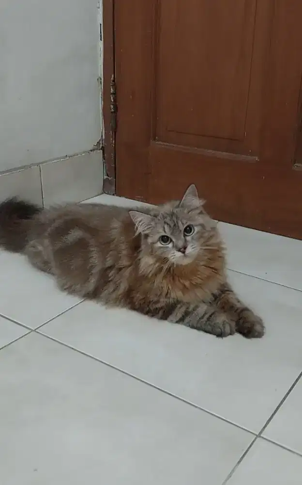 Kucing mainecoon mix himalaya betina dewasa 1tahun