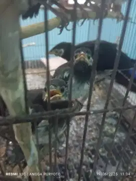 Jalak suren anakan Mandiri