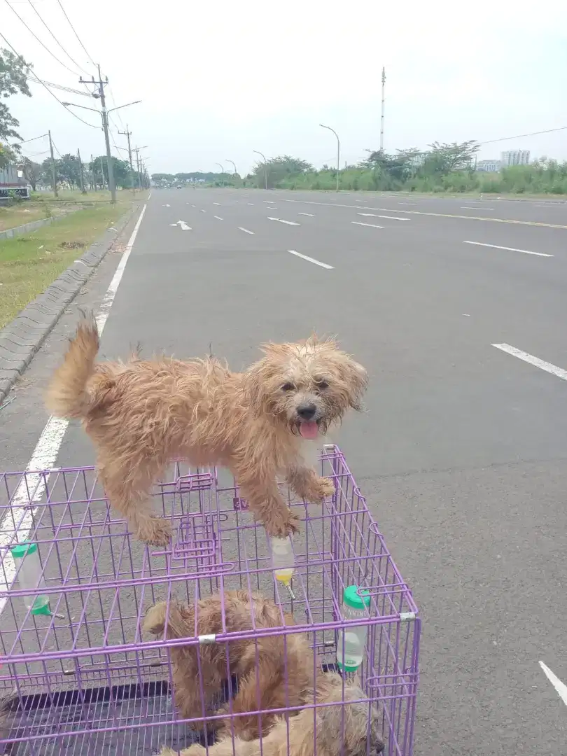 Monggo dipinang anjing shihztu umur 1 tahun