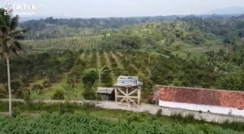Kebun alfukat siap panen Di sukabumi parung kuda