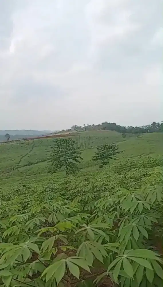 Lokasi Buat pertanian & Investasi Di cikembar sukabumi