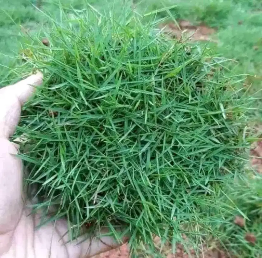 Rumput swiss - rumput taman