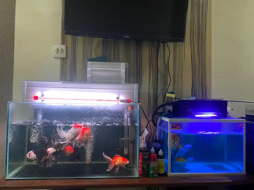 JUAL CEPAT 2 aquarium + all ikan