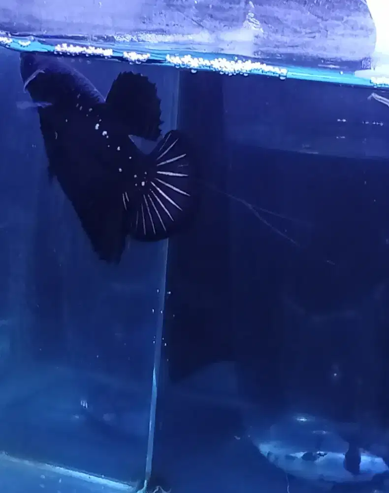 Ikan Cupang Pejantan