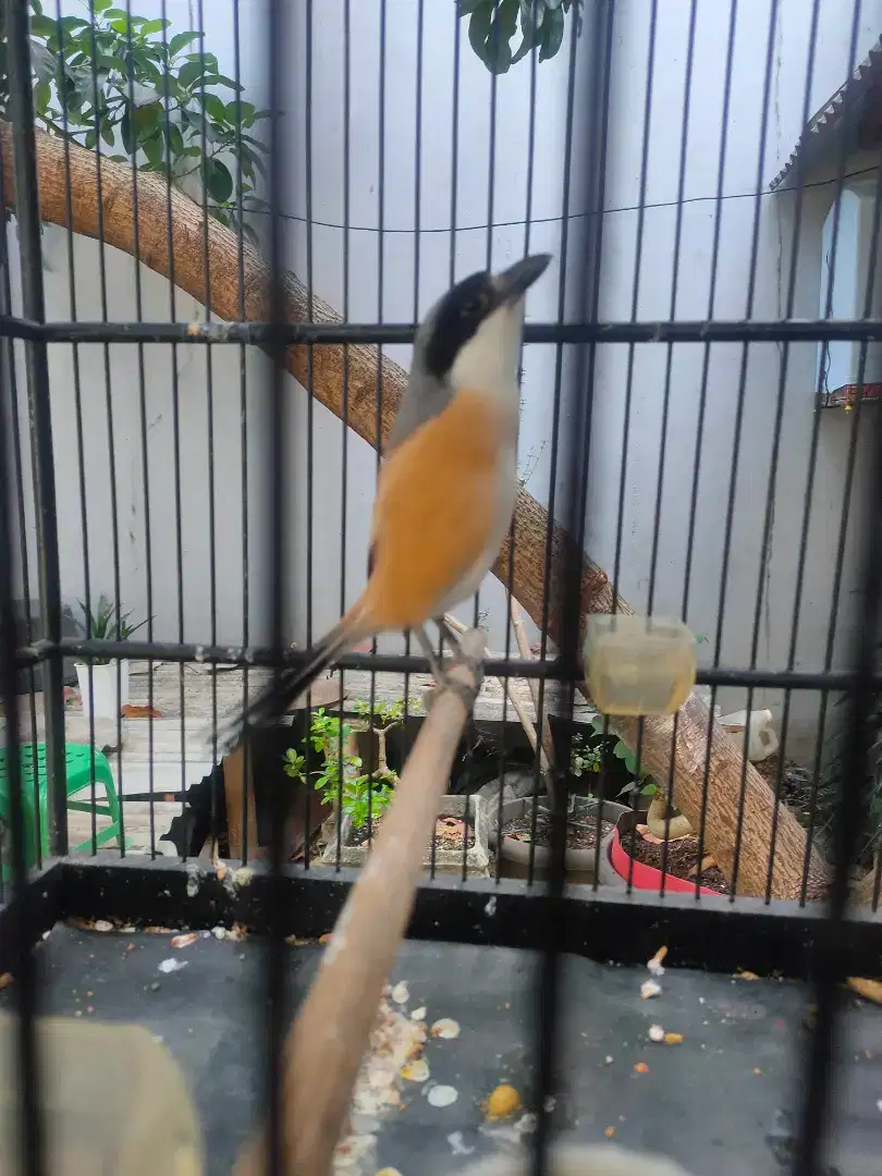 Cendet pentet rajin rumahan