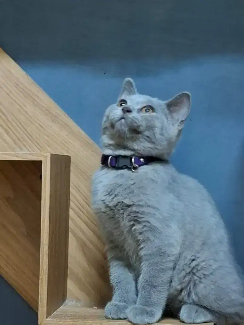 Kucing British Short Hair (BSH)