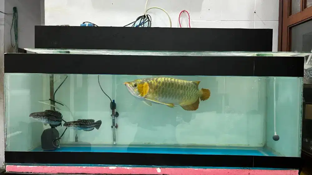 Ikan Arwana Super Red + 2 Set Aquarium (NEGO)