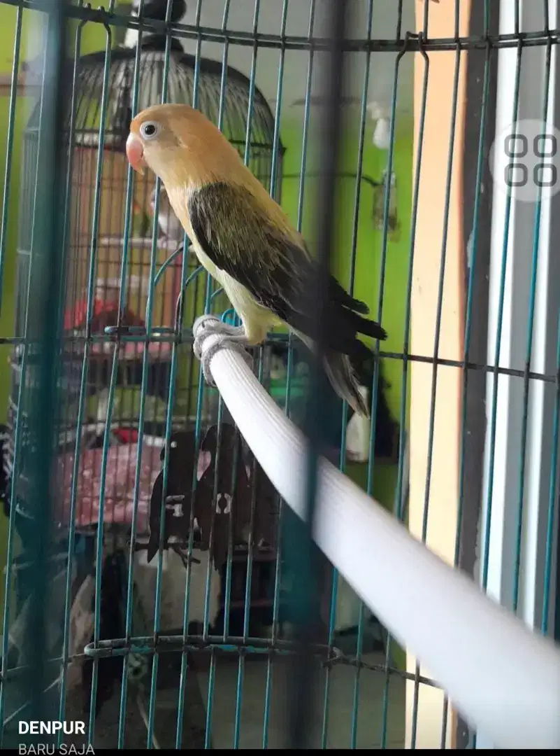 Lovebird jantan biola PB euwing mouve/blue