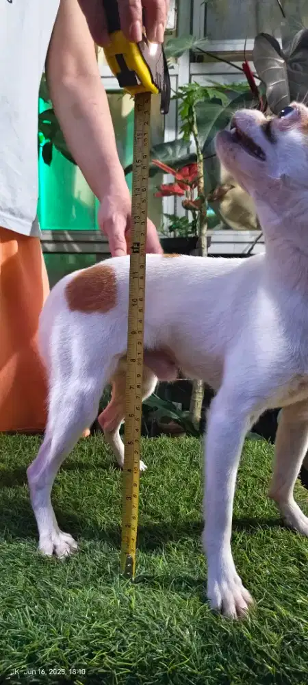 Buy 2 gratis 1 Dog ras mini size