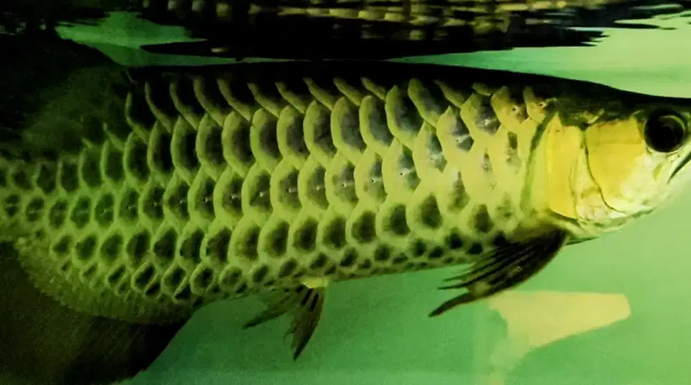 Arwana golden polkadot