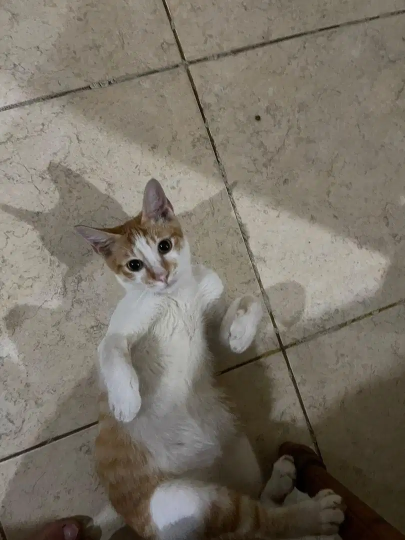 LEPAS ADOPT 2 KUCING SETIA DAN PENYAYANG