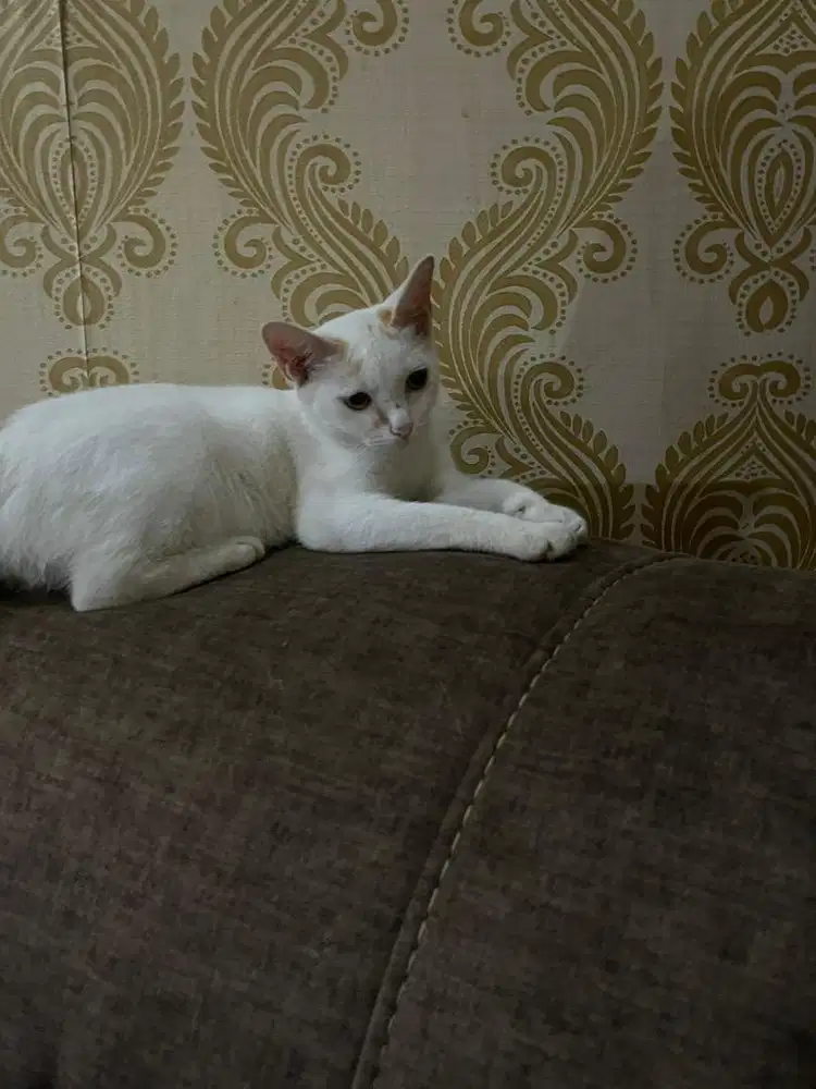 LEPAS ADOPT KUCING PENAKUT DAN PENYAYANG