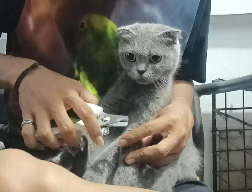Scottish bsh betina