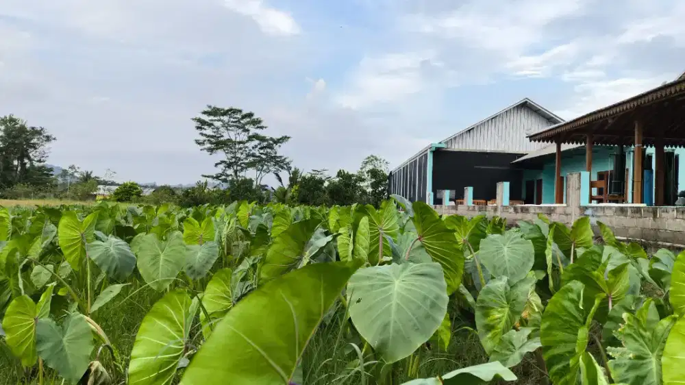 Bibit Talas Pratama 1