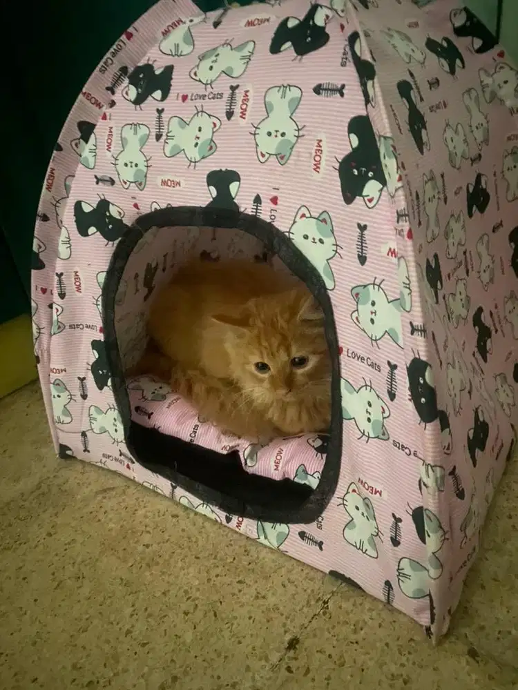 Tenda kucing warna pink lucu