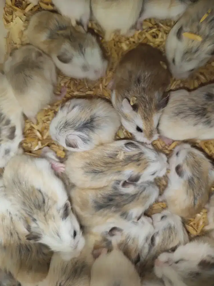 Hamster Roborovski Semarang Utara