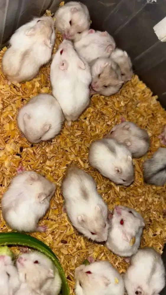 Hamster Whinter White Pearl Semarang Utara