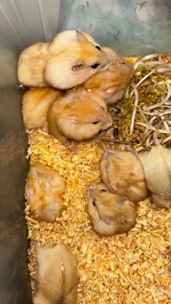 Hamster Winter White Golden Semarang Utara