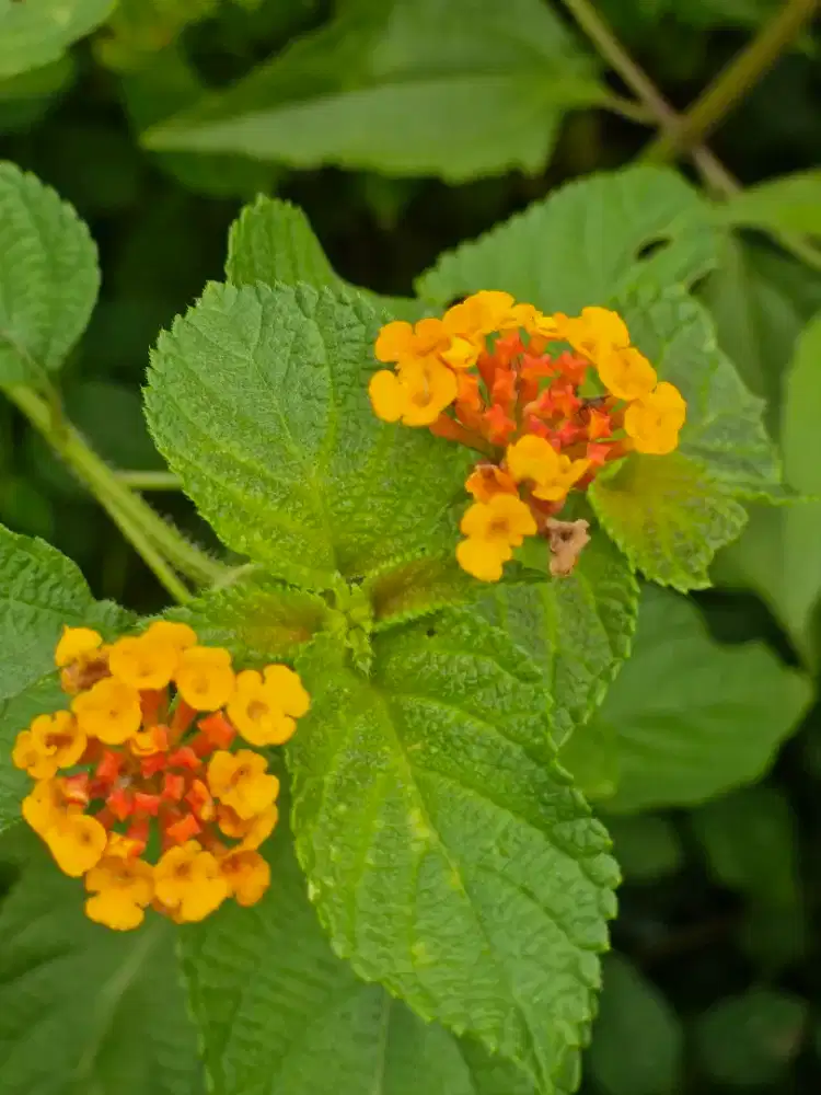 ART dan urus keperluan anak