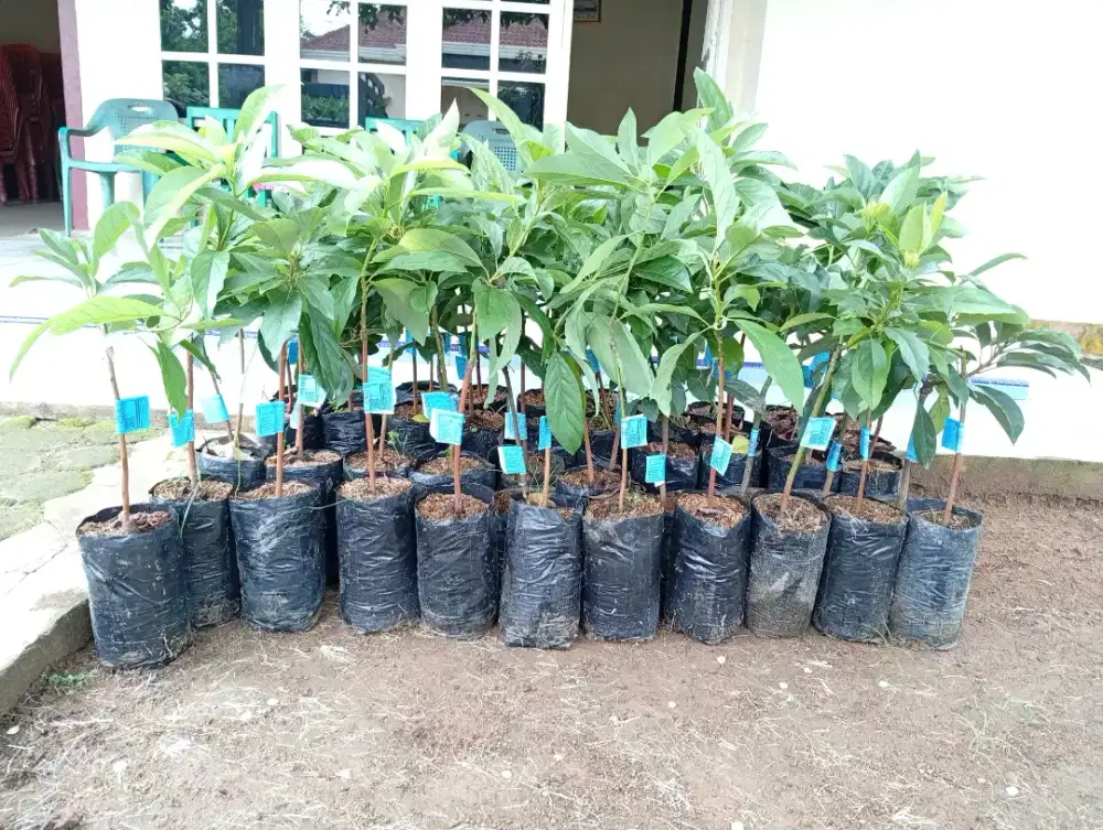 Bibit label biru alpukat durian mangga lokasi bandar Lampung
