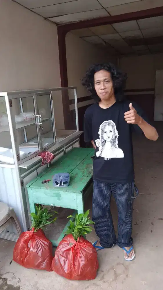 Sedia bibit cengkeh pala akasia durian pukat bibit buah Bandar Lampung