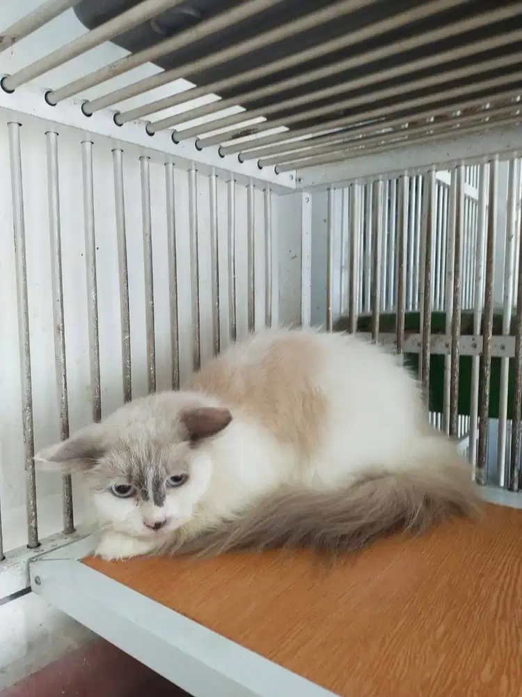 perawatan hewan anjing dan kucing panggilan terdekat