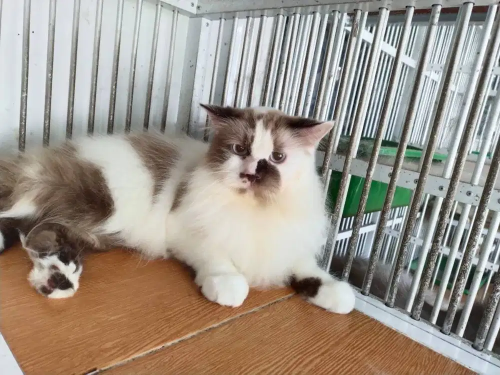 grooming hewan panggilan termurah