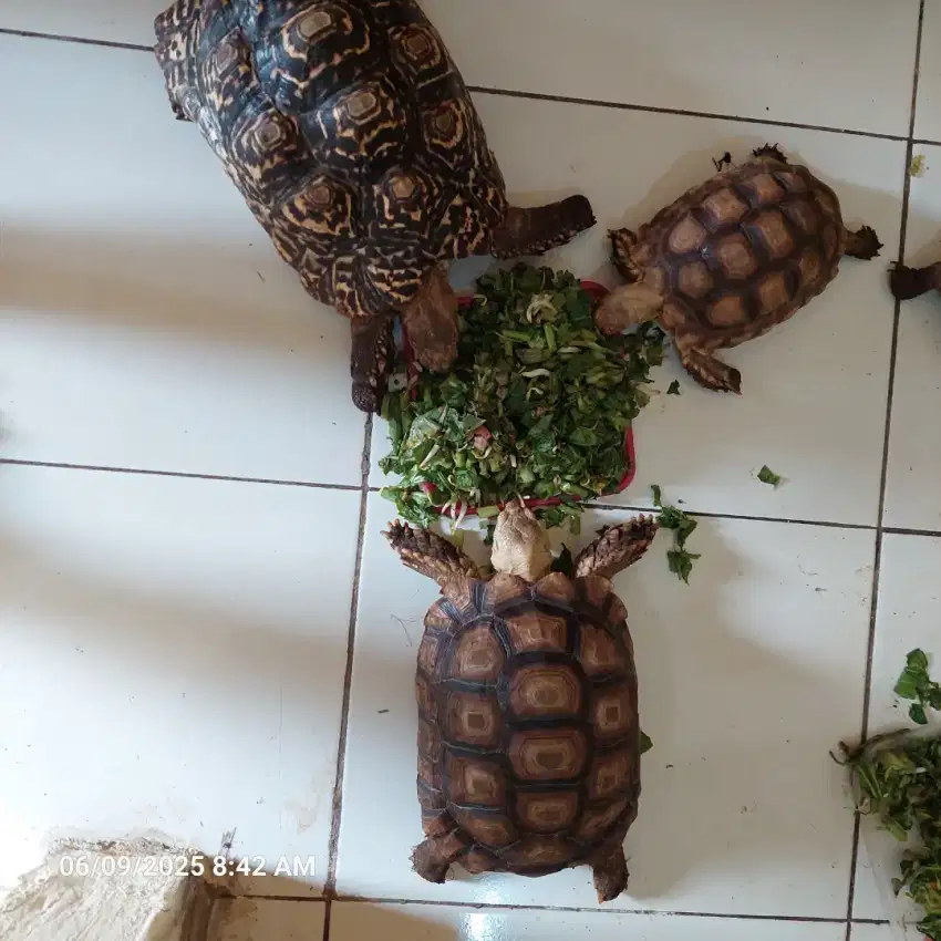 Kura kura tortoise Sulcata 25 cm
