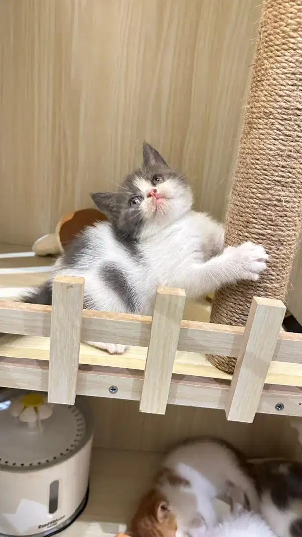 Kucing BSH Bicolour Blue