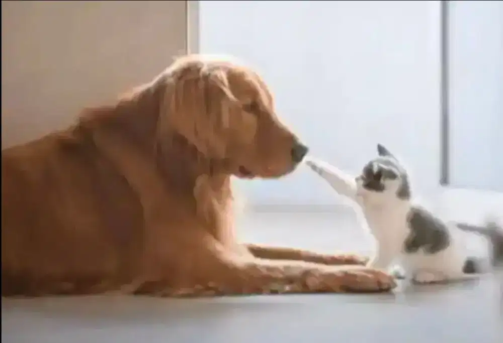 Grooming panggilan khusus Jakartaa