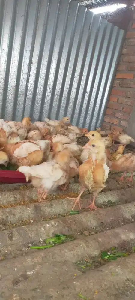 Anak ayam petelur merah usia 1 bln