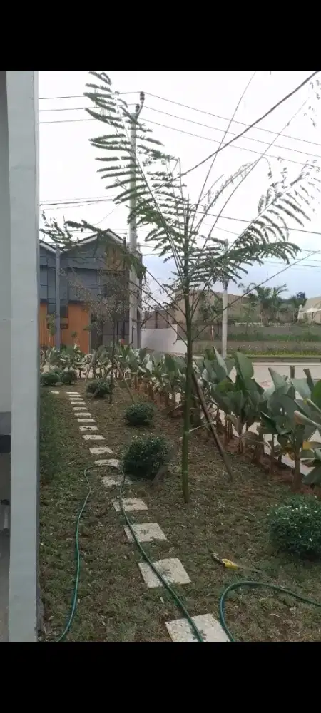 Jual Rumput Gajah Mini/Jasa Pembuatan Taman