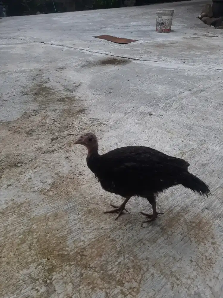 2 ekor ayam kalkun dedara warna coklat