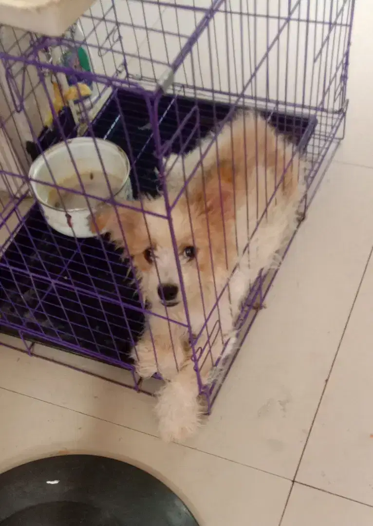 Ganti Pakan Anjing Mix Pom Free ongkir sejawa