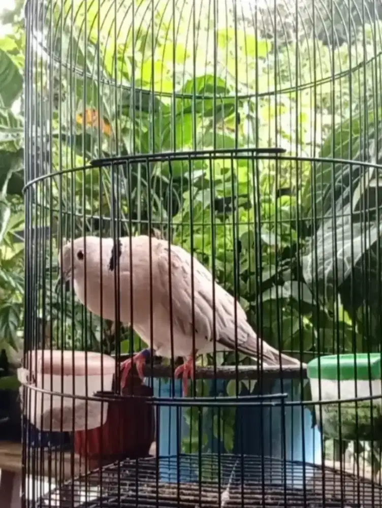 Puter Pelung Jantan Muda, Suara Panjang (Baca Deksripsi Iklan)