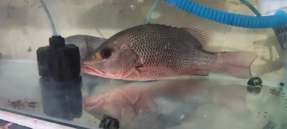 Ikan Mangrove Jack (MJ)